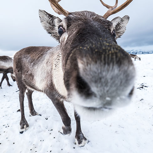 reindeer