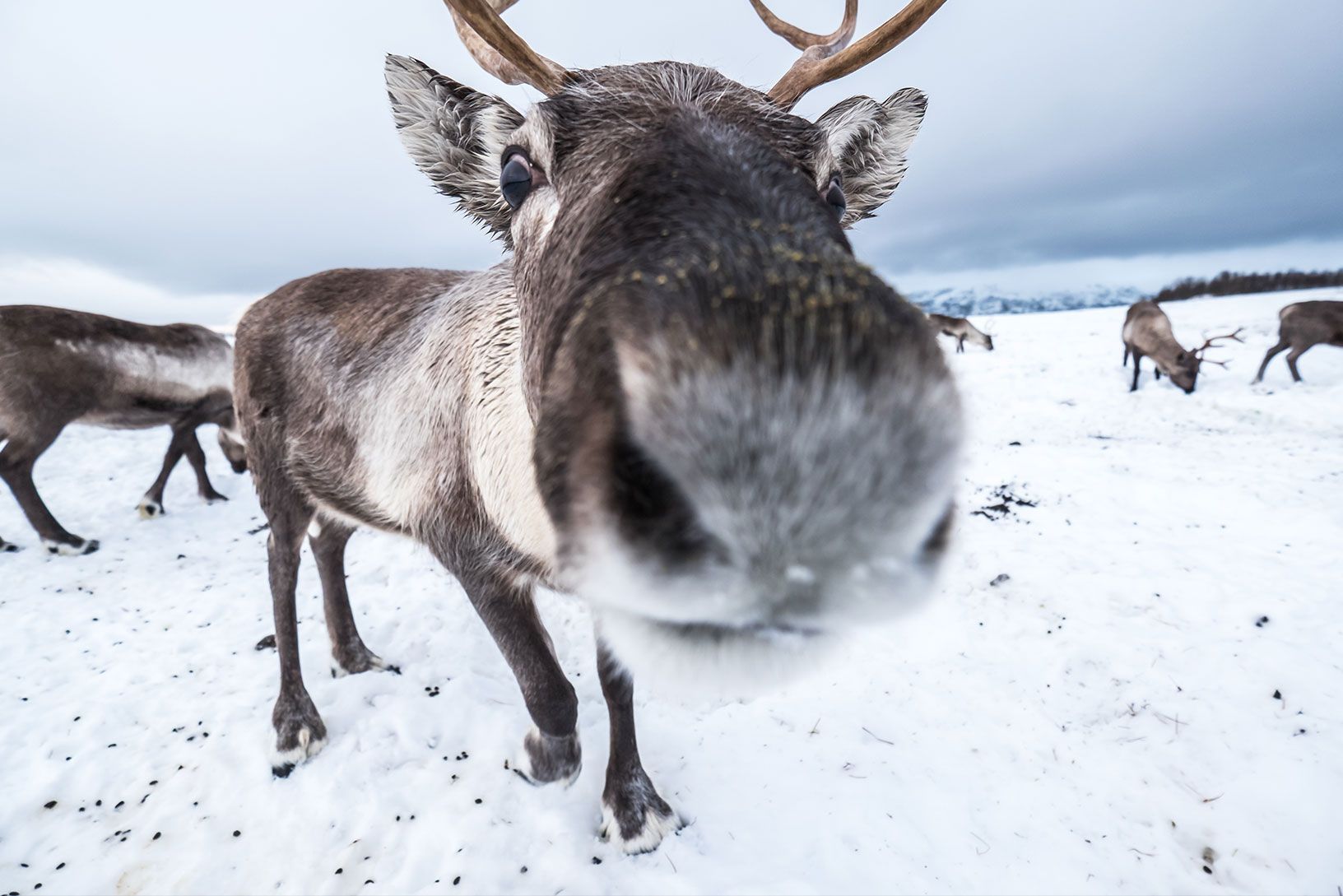 reindeer