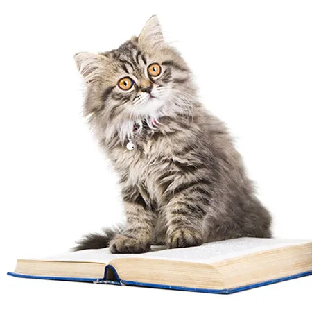 Katze sitzt auf Buch