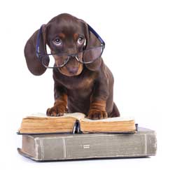 Dog with glasses and book